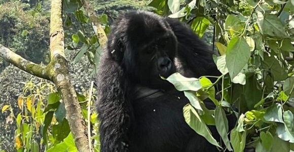 A Guide To Gorilla Habituation Experience Safari Cost Per Person 2027-2030.