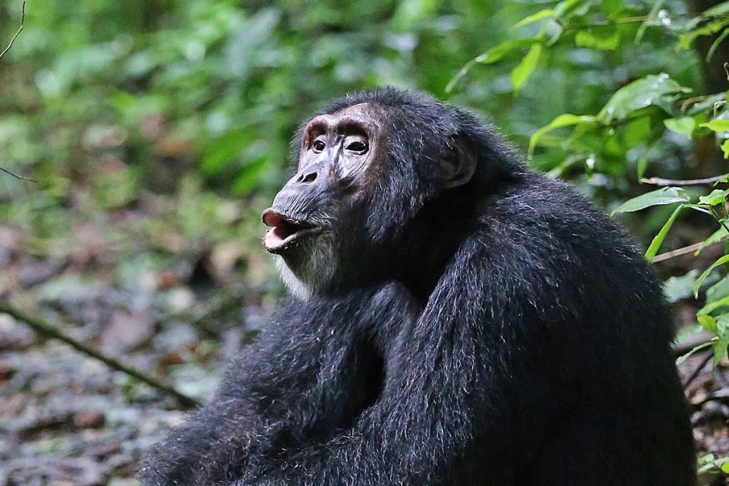 Kibale Forest National Park