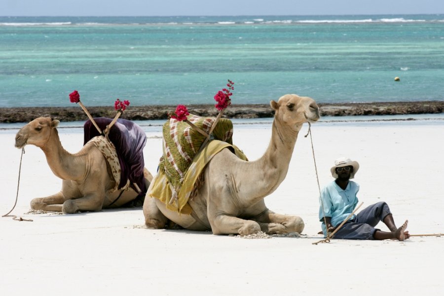 Camels at the beach