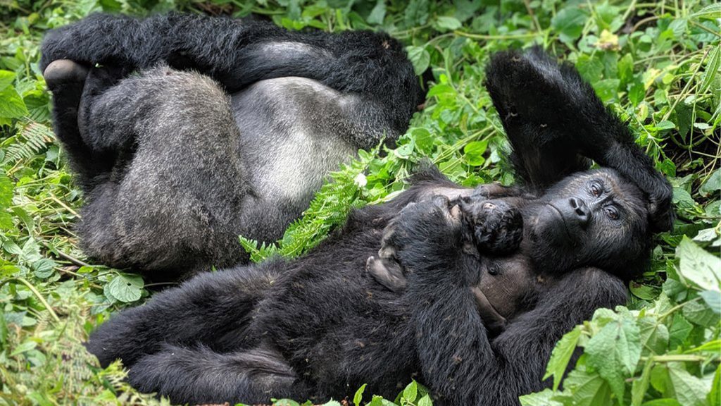 What to wear for gorilla trekking in Kahuzi Biega National Park Congo