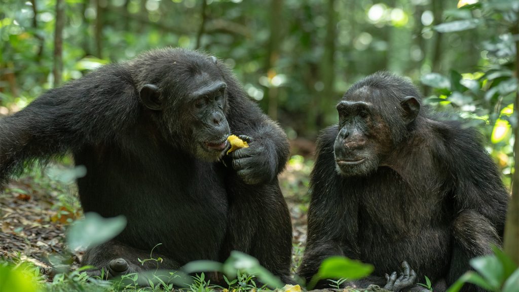 Lunch time in Kibale