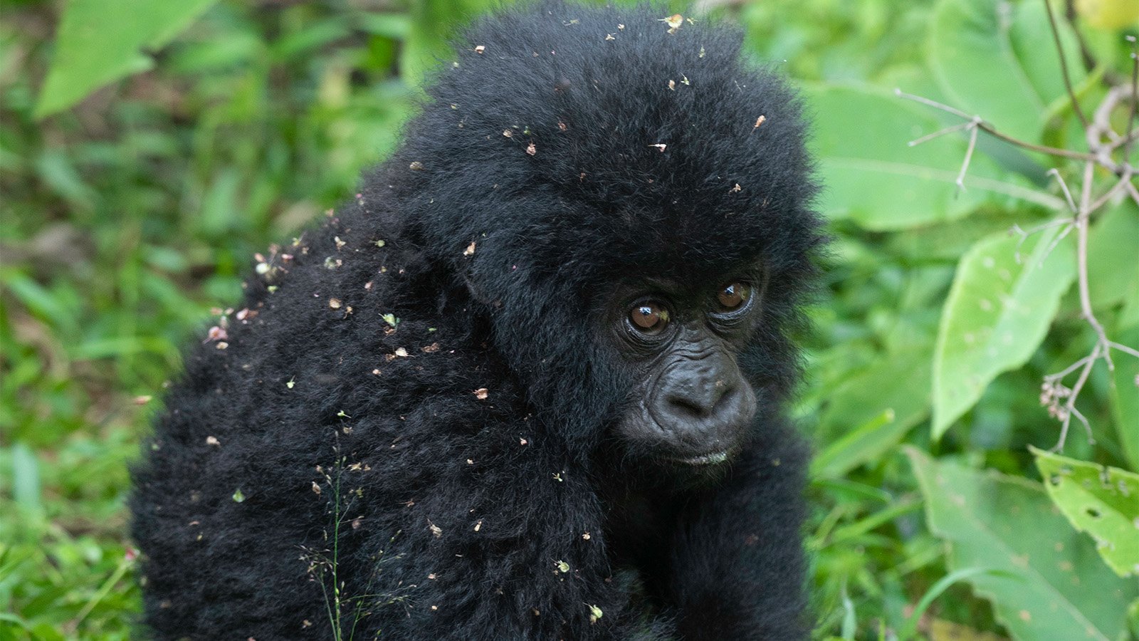 What to expect on the day of gorilla trekking