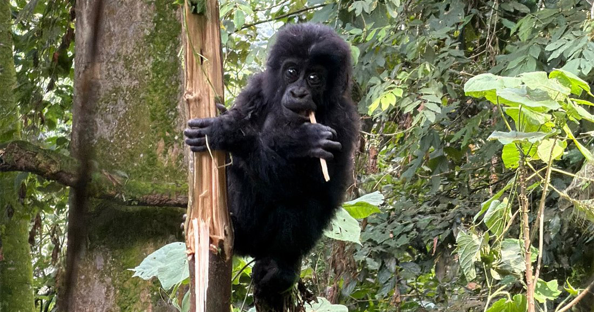 gorilla trekking uganda cost