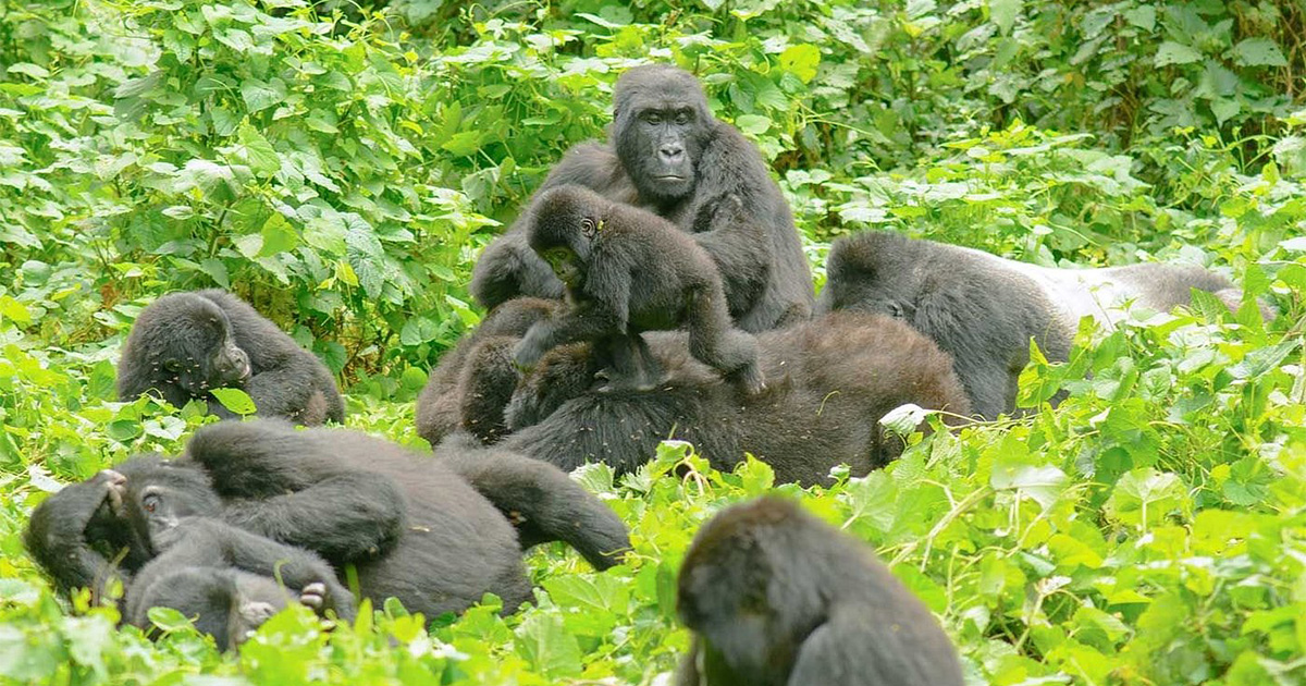 uganda gorilla habituation safari