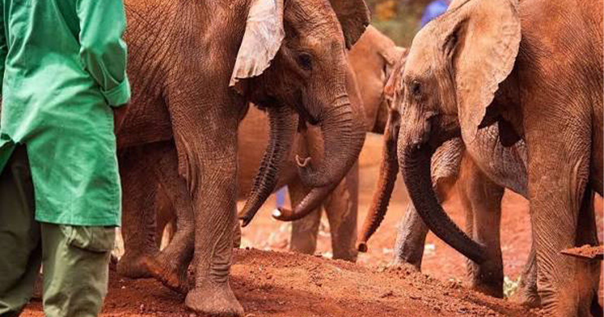 Things to do in Nairobi