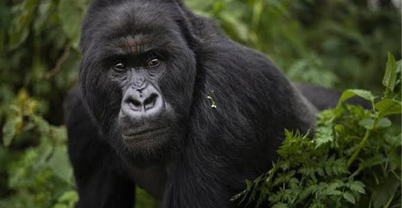 Attractions in Bwindi Impenetrable Forest National Park.