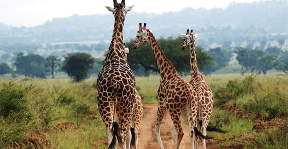 Attractions in Kidepo Valley National Park