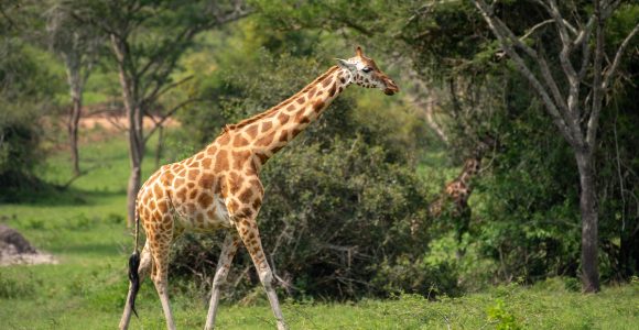Attractions in Lake Mburo National Park