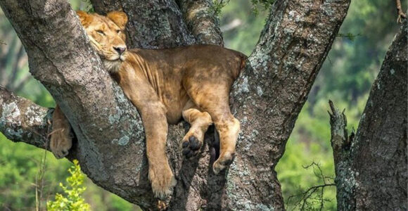 Attractions in Queen Elizabeth National Park.