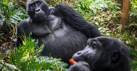 Choosing A Gorilla Family To Trek In Bwindi National Park