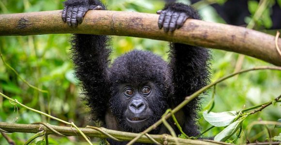 Extra Gorilla Permits In Uganda