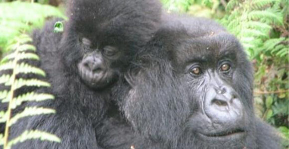Gorilla trekking Rwanda Cost per person.