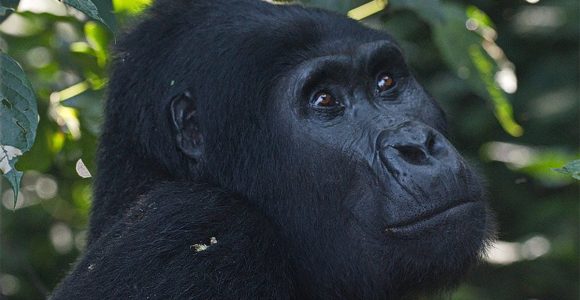 Gorilla trekking Uganda Cost
