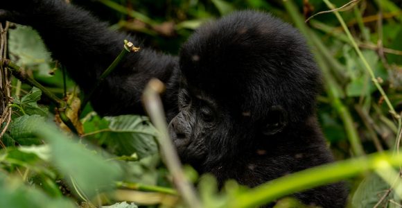 How To Trek Happy Gorilla Family