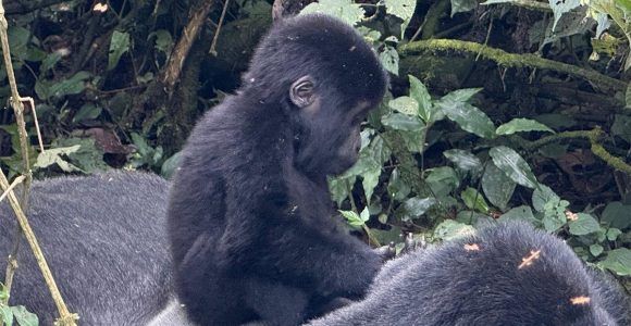 How are mountain gorillas protected in Rwanda and Uganda?