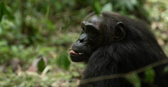 How many times can chimpanzees in Kibale be visited in a day.