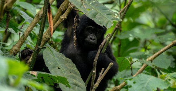 Nshanjare Gorilla Family In Rushaga