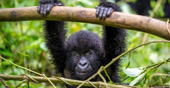 Uganda Gorilla Trekking Guide 2026