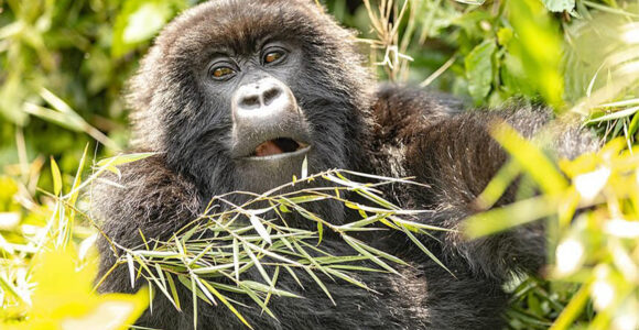 Why Book Your Gorilla Habituation Experience Permit For 2027 In 2026.