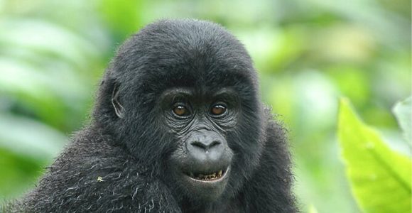 Why Uganda Wildlife Authority Increased Gorilla Habituation Permit Price From $1500 To $1800