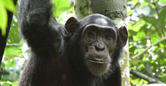 Why is Kibale Chimpanzee trekking very expensive in Africa
