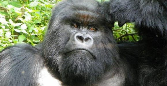 Why protect Mountain gorillas and their natural habitats in Uganda and Rwanda