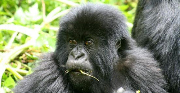 kwita Izina 2026, Rwanda's Gorilla Naming Ceremony.