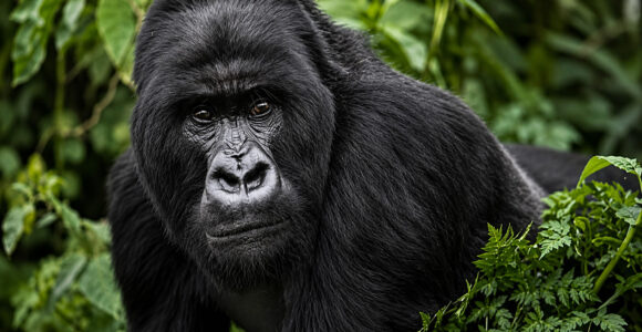 Uganda Gorilla Trekking